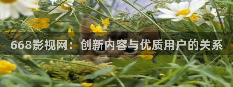 粉色樱花视频：668影视网：创新内容与优质用户的关系