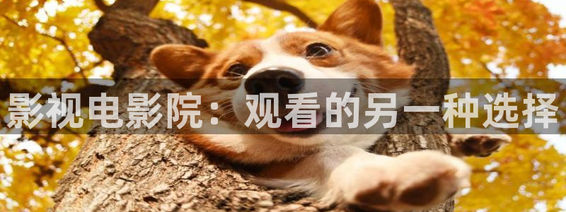 樱花视频电视剧：影视电影院：观看的另一种选择