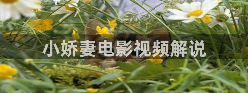 樱花影视院：小娇妻电影视频解说